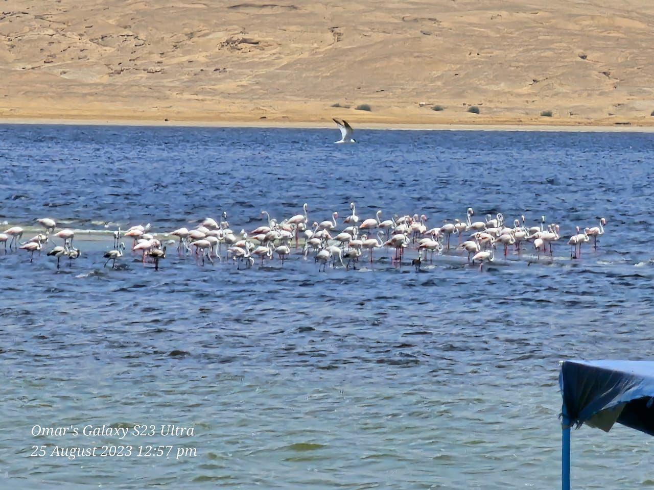‎مهرجان عالمي لسياحة مراقبة الطيور يضيء سماء محافظة الفيوم
